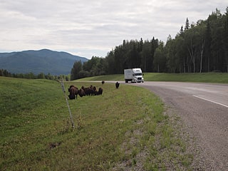 alaska highway wood bison virtual guide books